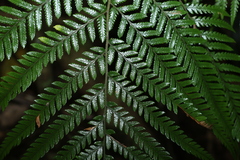 Parapolystichum microsorum