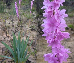 Watsonia marginata
