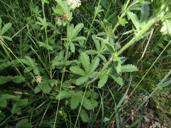 Potentilla recta pilosa
