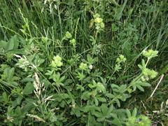 Potentilla recta pilosa