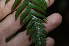 Parapolystichum microsorum