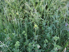 Potentilla recta pilosa