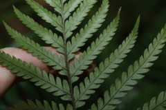 Parapolystichum microsorum