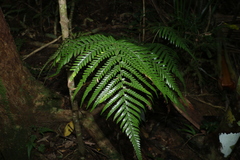 Parapolystichum microsorum