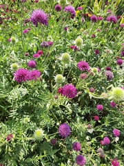 Knautia macedonica