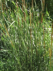 Typha domingensis