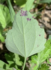 Norvellina chenopodii