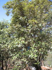 Quercus scytophylla