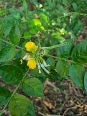 Senna hirsuta