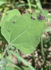 Norvellina chenopodii