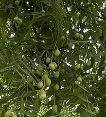 Azadirachta indica