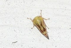 Ophiderma evelyna