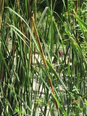 Typha domingensis