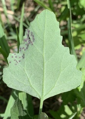 Norvellina chenopodii