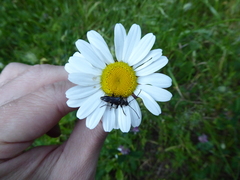 Toxoleptura vexatrix