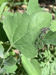 Norvellina chenopodii