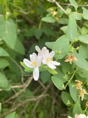 Lonicera tatarica
