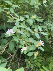 Lonicera tatarica