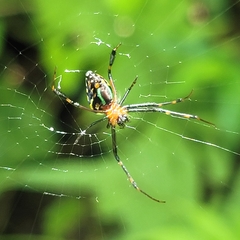 Leucauge tessellata