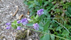 Prunella grandiflora