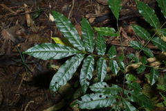 Flindersia xanthoxyla