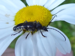 Toxoleptura vexatrix