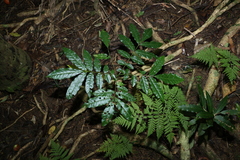 Flindersia xanthoxyla