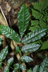 Flindersia xanthoxyla