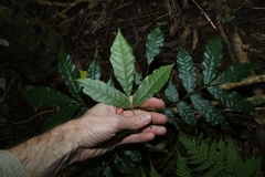 Flindersia xanthoxyla