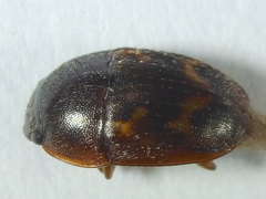 Cryptarcha strigata