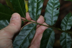 Flindersia xanthoxyla