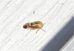 Ophiderma evelyna