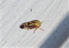 Ophiderma evelyna