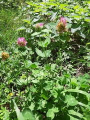 Trifolium pratense