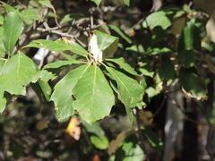 Quercus scytophylla