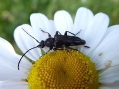 Toxoleptura vexatrix