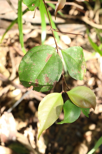 Image of Rhodamnia maideniana by (c) Greg Tasney, some rights reserved (CC BY-SA)