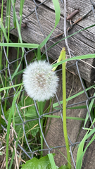 Taraxacum officinale