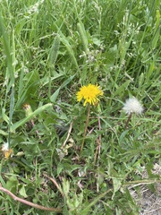 Taraxacum officinale