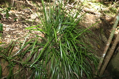 Lomandra spicata
