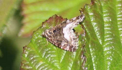 Marbled White-spot photo 3