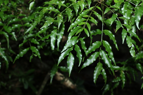 Image of Lepiderema pulchella by (c) Greg Tasney, some rights reserved (CC BY-SA)