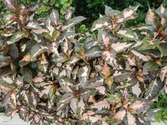 Graptophyllum