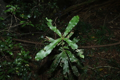 Macadamia tetraphylla