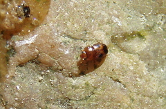 Epuraea ocularis