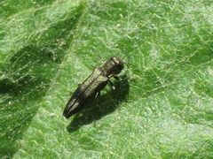 Agrilus derasofasciatus