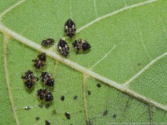 Corythucha juglandis