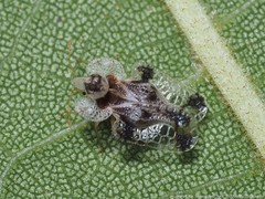 Corythucha juglandis