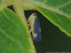 Pediopsoides distinctus