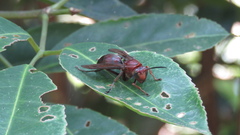 Polistes tenebricosus